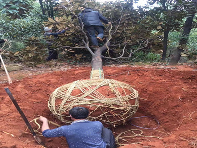 園林施工現(xiàn)場4